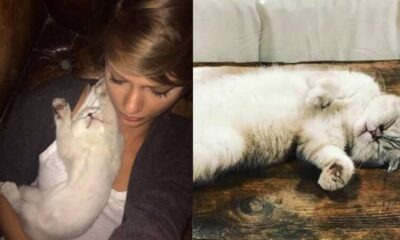 Just in: Taylor Swift mourns the death of her beloved cat Olivia Benson…Taylor honors the memories of her beloved cat “She Lived”