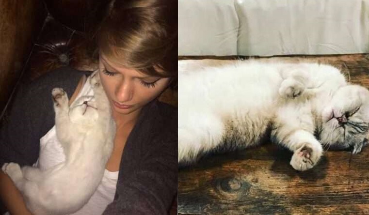Just in: Taylor Swift mourns the death of her beloved cat Olivia Benson…Taylor honors the memories of her beloved cat “She Lived”