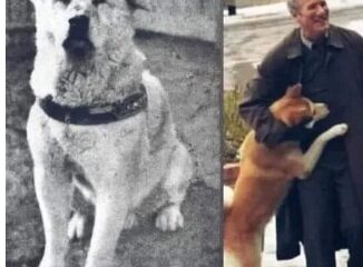 Tragically, Professor Ueno passed away with last pic of Hachiko, the most faithful dog who waited for his master’s return in the same location every single day for around ten years until he too passed away. ♥️🐾🐾 The movie Hachi: A Dog’s Tale starring Richard Gere is based on the true story of Hachiko.. SEE MORE